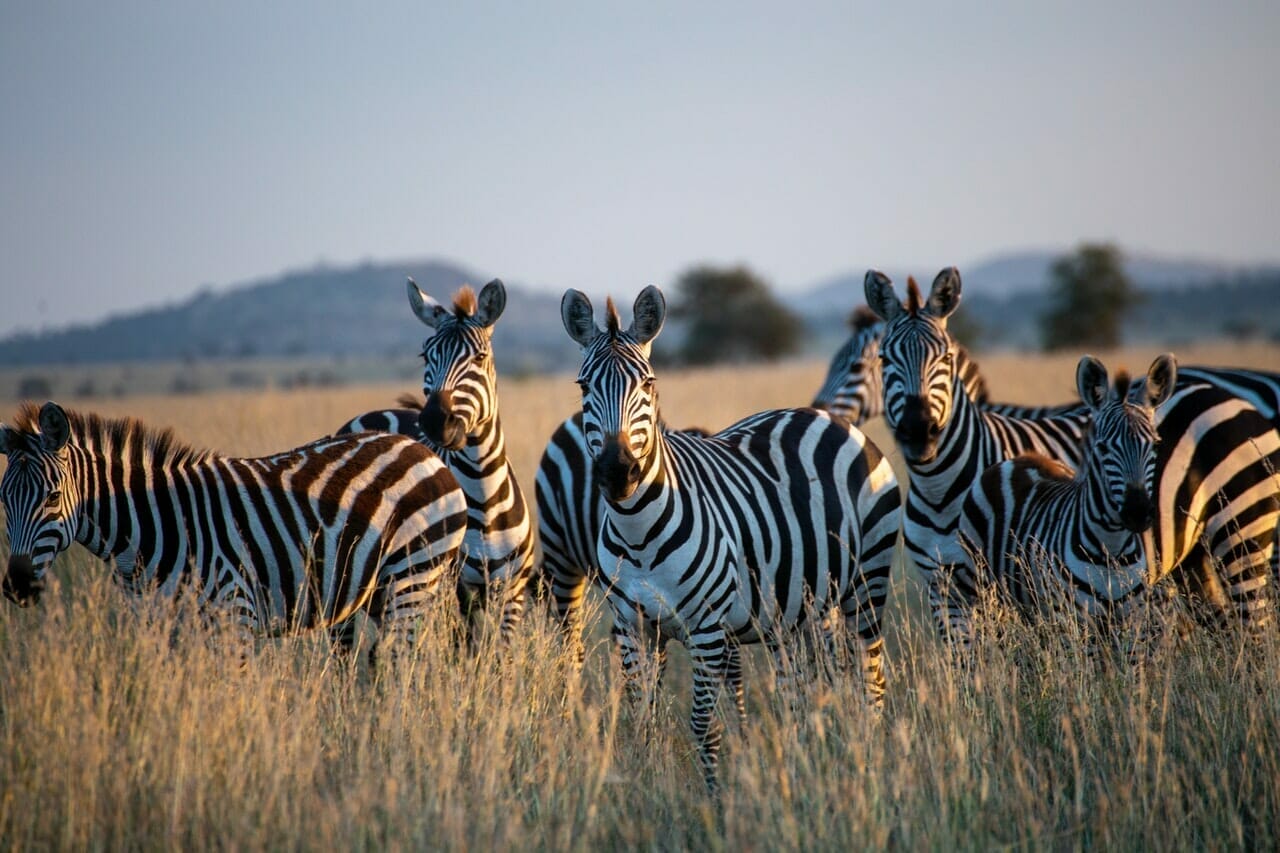 Read more about the article Quel Safari choisir en Tanzanie ?