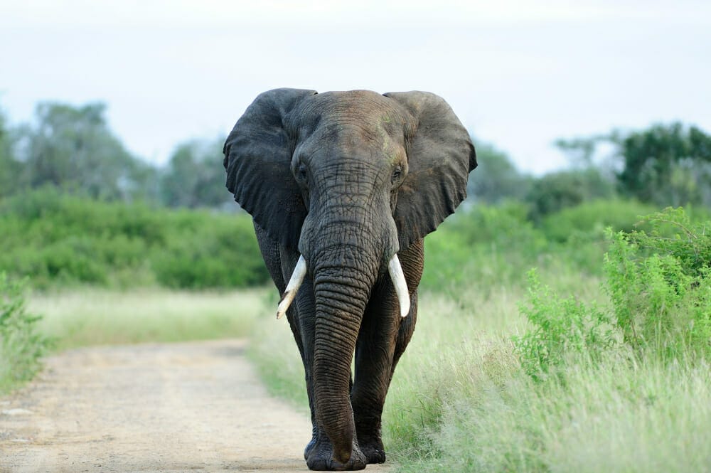 voir des éléphants au Kenya quand partir ?
