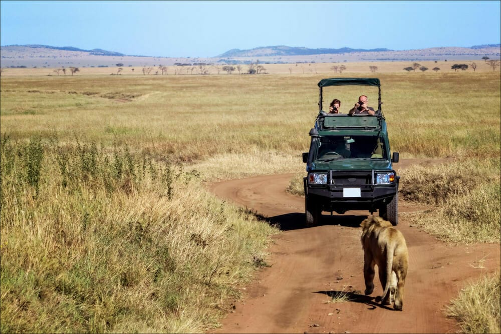 voir des lions lors d'un safari au Kenya