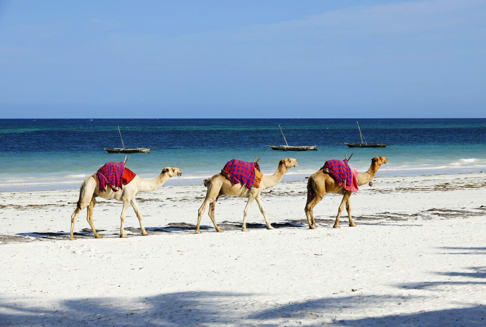 Diana Beach avec des chameaux