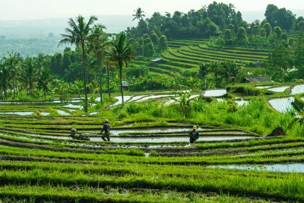 Randonnées dans les rizières en Indonésie