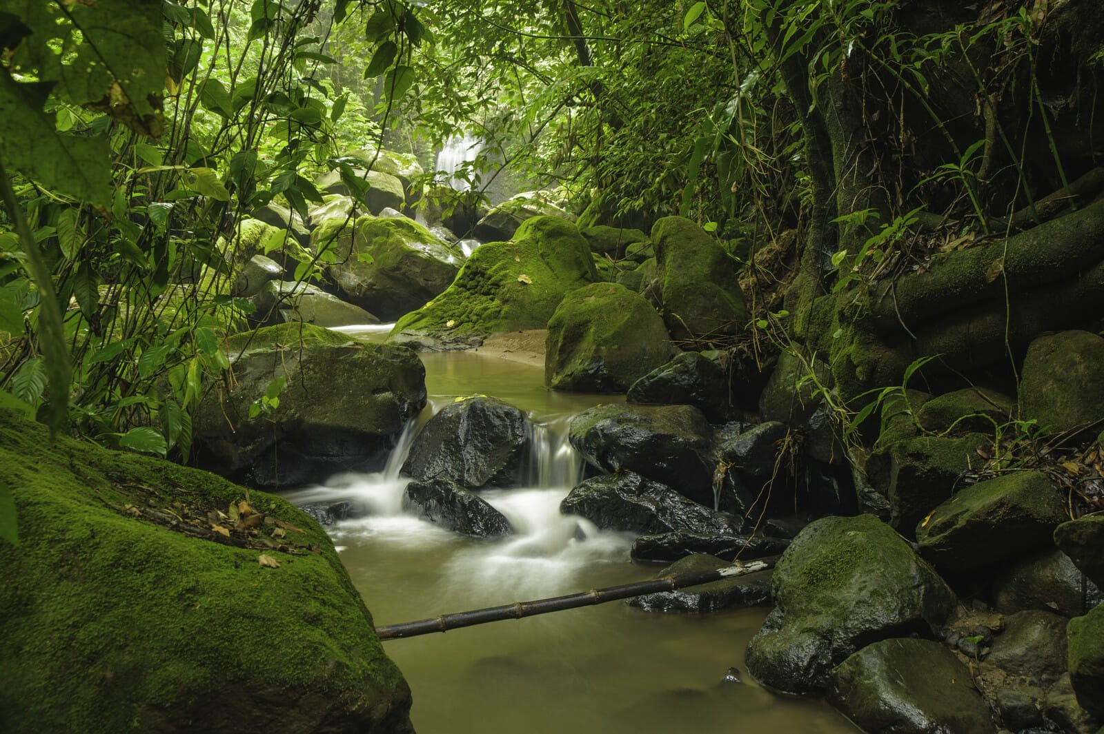 Lire la suite à propos de l’article Quelle est la meilleure saison pour visiter le Costa Rica et profiter de sa biodiversité ?