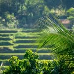 Bali climat humide selon la période, planifier son séjour
