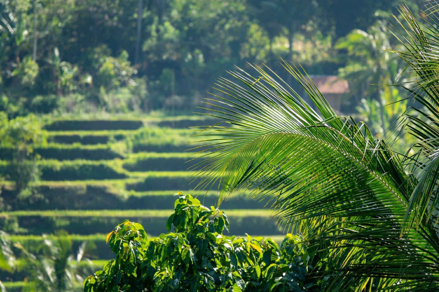 Lire la suite à propos de l’article Comment s’adapter à l’humidité et au climat de Bali ?