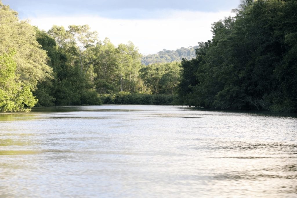 Vue sereine d'une rivière traversant la forêt tropicale dense dans le Parc National de Corcovado, Costa Rica, un sanctuaire de la faune et de la flore.
