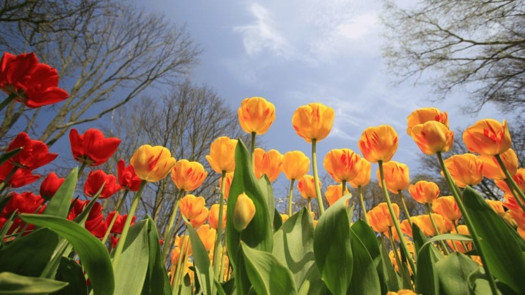 floraison des tulipes Keukenhof Pays-bas