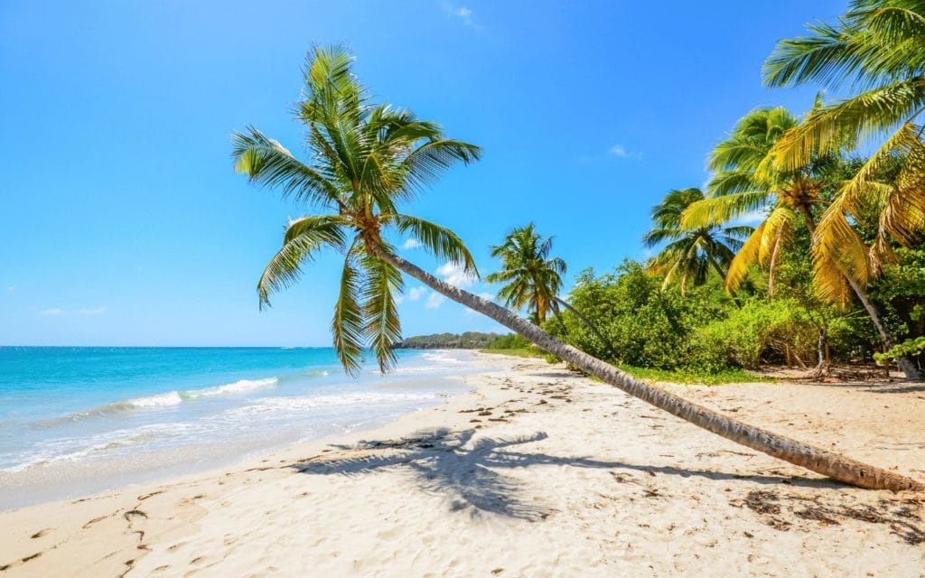plage de sable blanc et soleil en mars : direction les Antilles