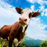 vache du Beaufortin pour la fabrication du fromage Beaufort